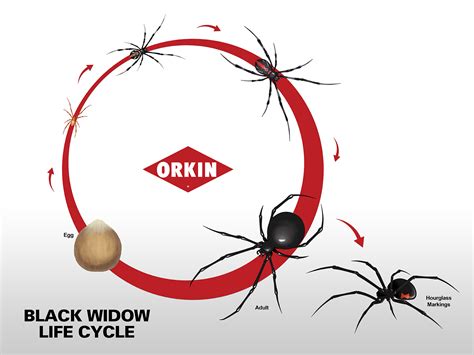 Black Widow Bite Stages Black Widow Spider Life Cycle Black Widow