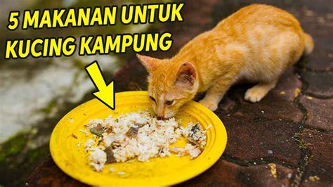 1.1 daging (ayam, ikan dan sapi). 5 Makanan untuk Kucing Kampung Agar Gemuk dan Sehat! - YouTube
