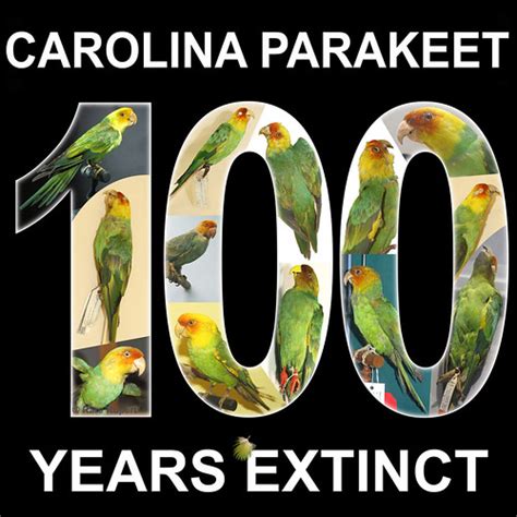 Carolina Parakeet Years Extinct I Have Created This To Flickr