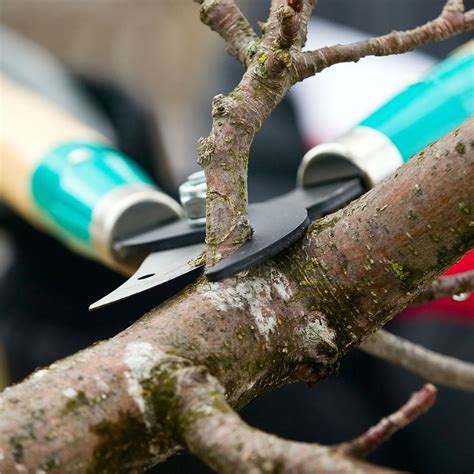 Summer Tree Pruning Techniques Elite Tree Care