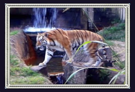 Tiger Memphis Zoo Photograph By Shirley Moravec