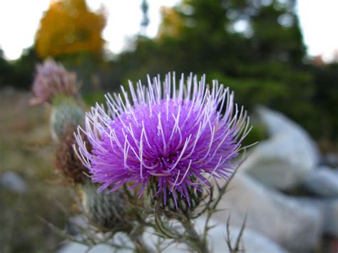 Thorny Purple Wild Flower Flowers Free Nature Pictures By