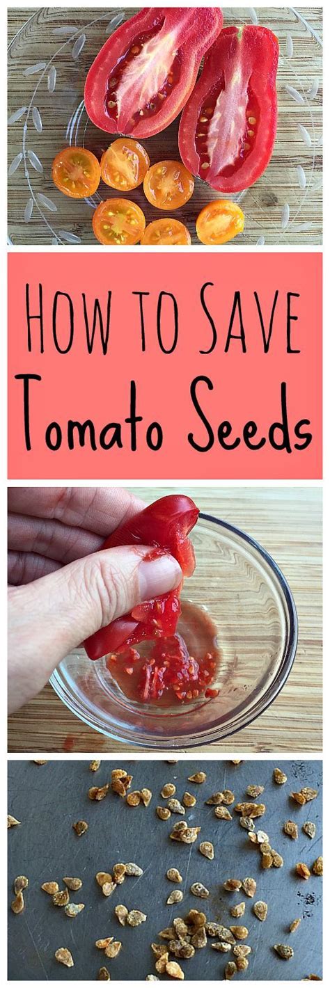 How To Save Tomato Seeds By Fermenting Tomato Seeds Growing Organic