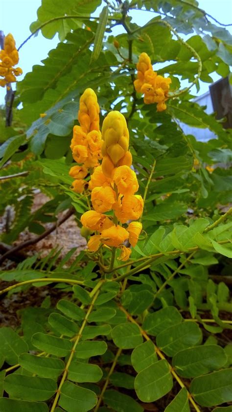 Candlestick Cassia Seeds For Sale Here Online Oz 4 Plants Sunblest