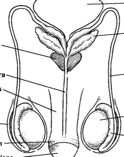 Male Reproductive System Front Diagram Quizlet