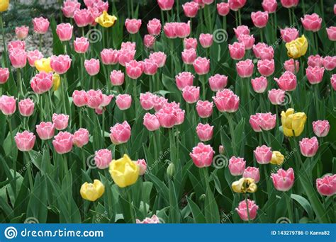 Pink White Tulip Flowers In The Flowerbed Stock Photo Image Of Tulip