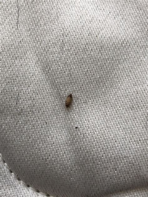 Mattress Bed Bugs Welltiklo