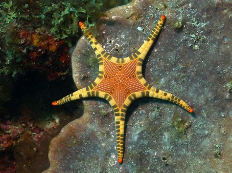 Spiny Sun Starfish Beautiful Sea Creatures Sea And Ocean Ocean