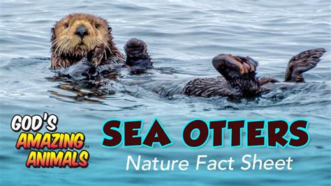 Sea Otter Facts For Kids New Product Product Reviews Special Offers