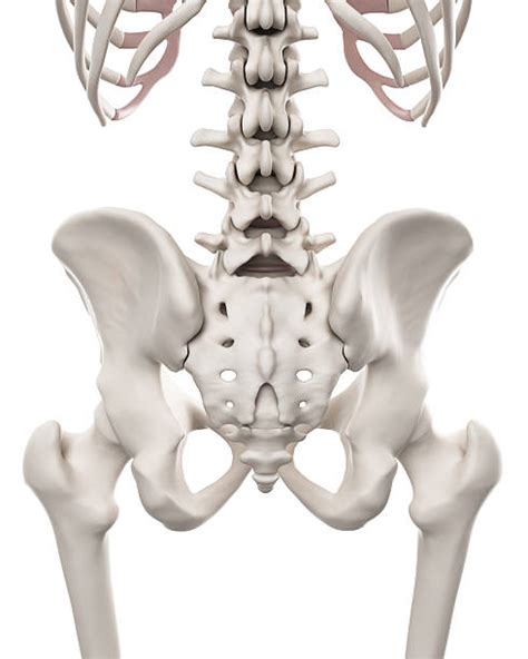 Pelvis Pictures Images And Stock Photos Istock