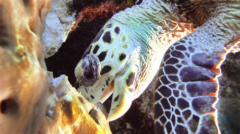 Hawksbill Turtle Munching On A Sponge Smithsonian Photo Contest
