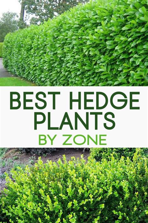 Top 13 Best Hedge Plantsby Zone Garden Hedges Hedges Landscaping