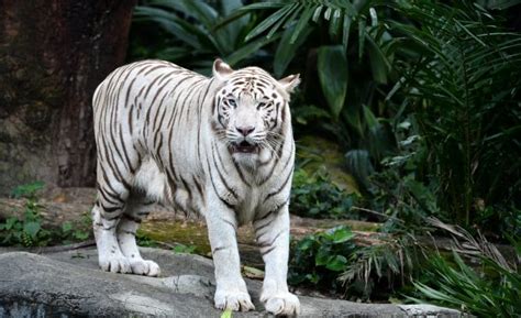 This Is The Dark Truth Behind White Tigers