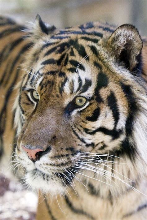 The following list of cat breeds includes only domestic cat breeds and domestic × wild hybrids. Tumblr | Wild cat breeds, Tiger, Big cats