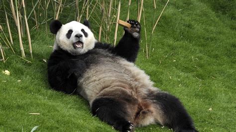 Dit Is Waarom China Pandas Uitdeelt Nos