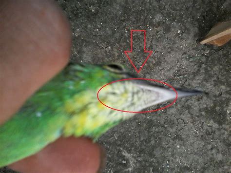 Pada beberapa kondisi, burung pleci jantan dan betina memiliki paruh yang sama. Burung cucak hijau semiran (jantan apa betina) | TIMKICAU