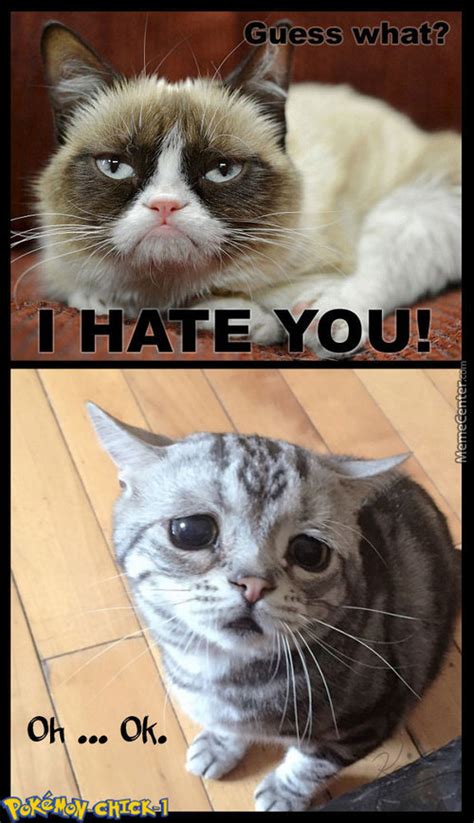 Cat Memes Best Collection Of Funny Cat Pictures