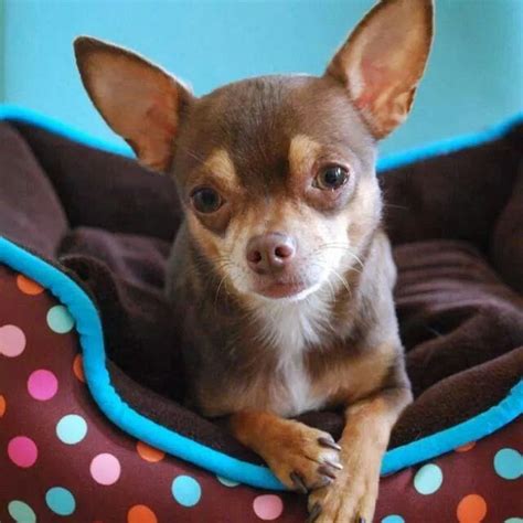 Pin On Chihuahua Love 4 Baby Chihuahua Chihuahua Puppies Cute