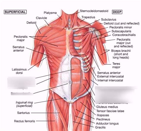 Abdominal Muscles Diagram Quizlet