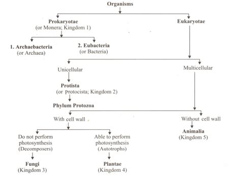 With The Help Of Flow Chart Depict Five Kingdom Classification