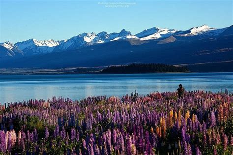 Run by lake tekapo promotions & business. Flowering of Lupins in Lake Tekapo, New Zealand
