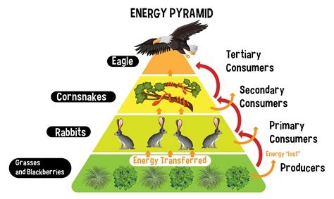 Diagram Of Energy Pyramid