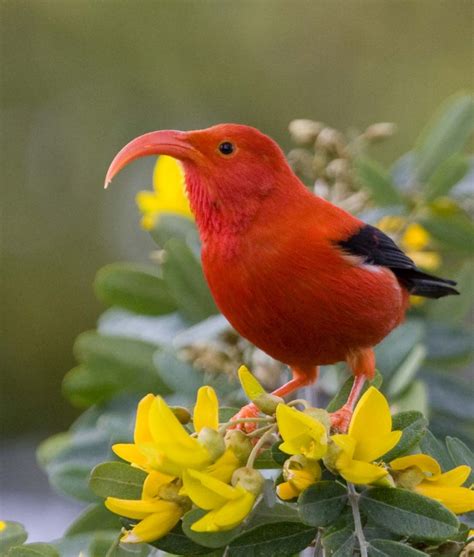 Hawaiian Birds Pictures Bilscreen