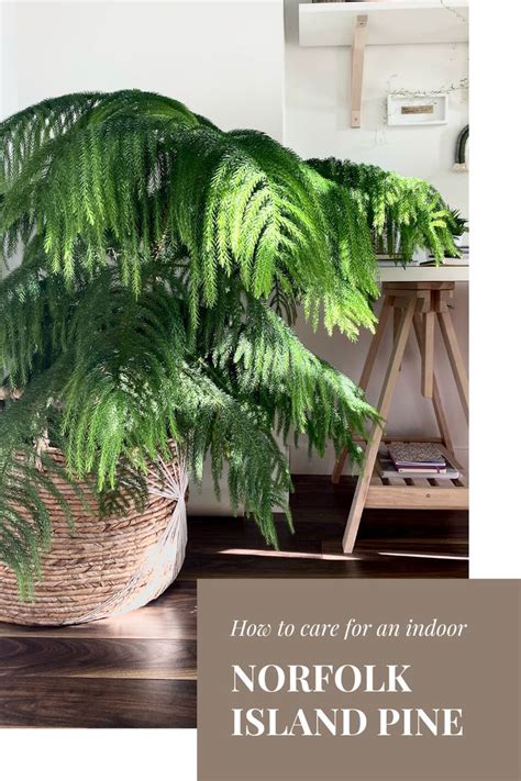 Your kitchen is a place where you spend a lot of time. Norfolk Island Pine - Not Just a Christmas Ornament ...