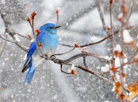 20 Photos Of Breathtaking Blue Colored Birds Birds And Blooms