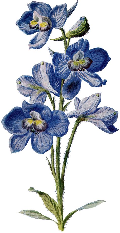 10 Circa 1905 Garden Flower Illustrations The Graphics Fairy