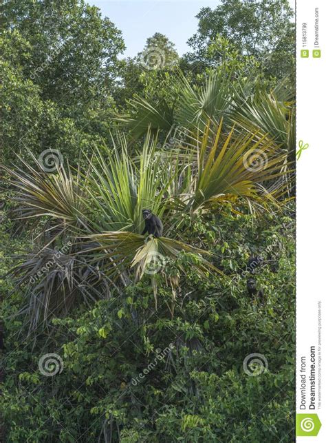 Black Monkeys In Rainforest On Angola Stock Image Image Of Back