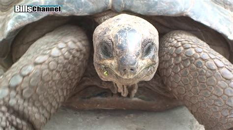 Biggest Tortoises On Earth Youtube