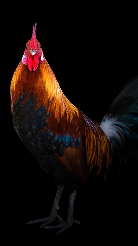 Cock Wallpaper Apk For Android Download