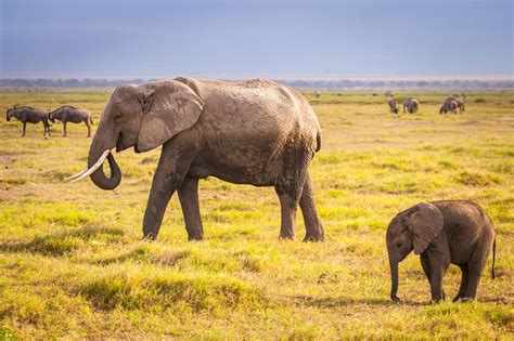 dozens of elephants killed for their tusks in massive poaching incident in botswana