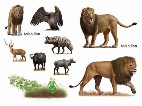 For example, a zebra eats grass, and the zebra is eaten by the lion. London Zoo Asian lion and food-chain