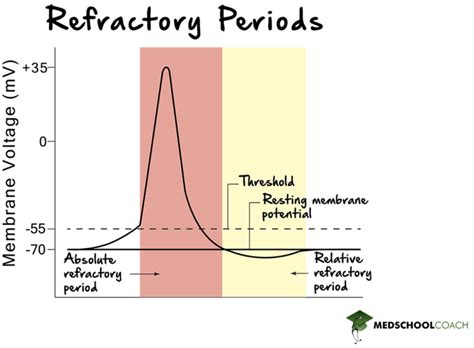 Action Potentials Refractory Period And Summation Mcat Biology Medschoolcoach