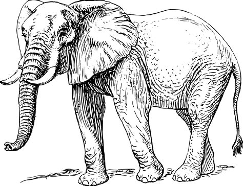 Ausmalbilder Zum Ausdrucken Elefant Ausmalbilder Kinder Malvorlagen