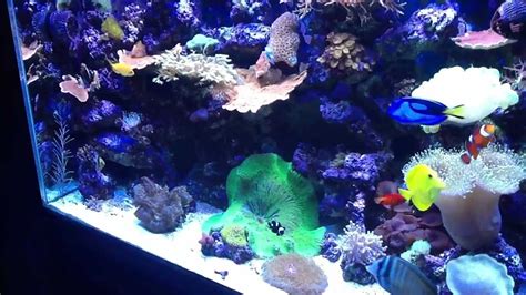 150 Gallon Reef Tank Youtube