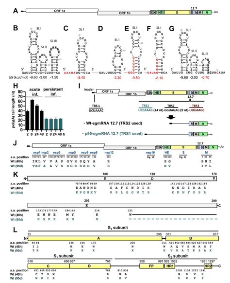 Alterations Of Bcov Genome Structures Under Persistent Infection A