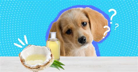 Is Coconut Oil Good For Dogs And Can They Eat It Safely Dodowell