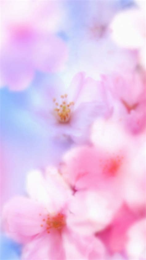 Flowers Wallpaper Iphone Backgrounds Cherry Blossoms 34 Ideas Irasutoya
