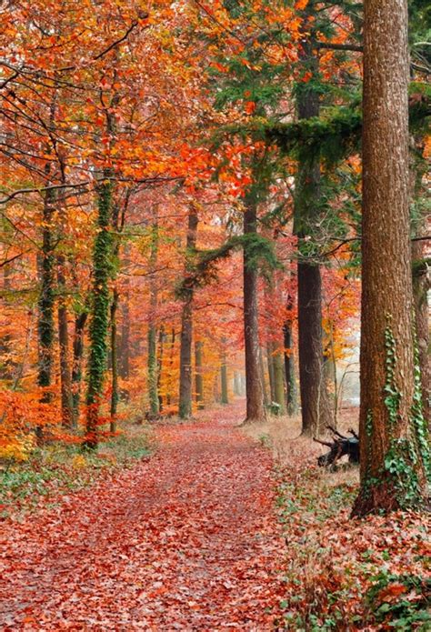 Laeacco Autumn Forest Backdrop 5x7ft Vinyl Photography Background