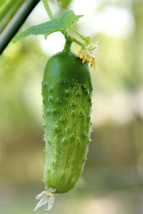 Boston National Pickling Cucumber Seeds Green Pickling Etsy