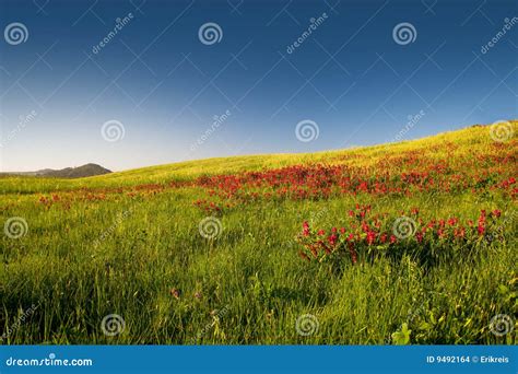 Flowery Field Stock Photo Image Of Green Horizon Grassy 9492164