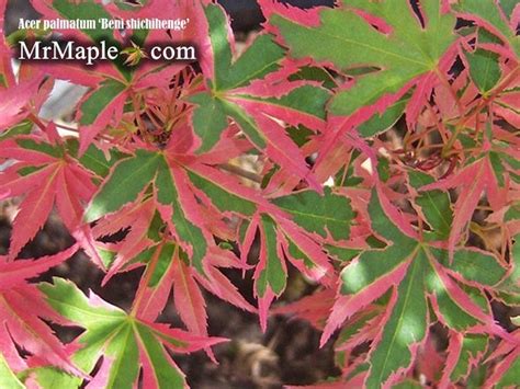 Buy Acer Palmatum Beni Shichihenge Pink Variegated Japanese Maple