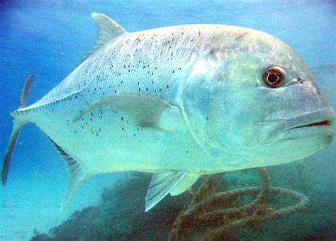 Cuaresma 2020 Jurel Entre Los Peces Preferidos Big Fish 360°