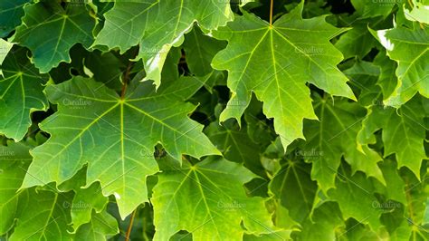 Leaf is a php framework that helps you create clean, simple but powerful web apps and apis quickly and easily. Green maple leafs nature background | High-Quality Nature Stock Photos ~ Creative Market