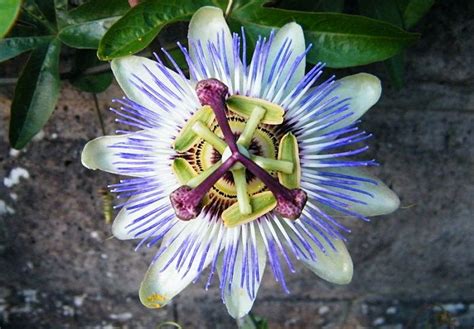 Nama lain bagi kacang telang ialah butterfly pea vine, blue pea, anchan (thailand), pukinggan (filipina) dan dau biec (vietnam). Bunga Warna Biru Di Malaysia