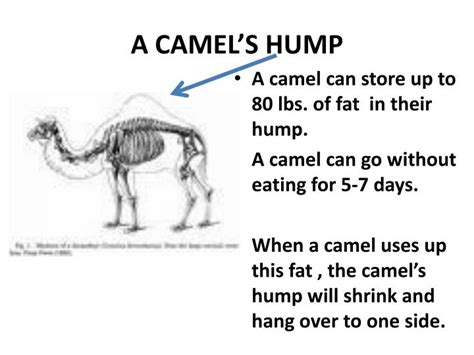 Camels can survive on desert relying on energy being converted from water and food. PPT - The Spread of Buddhism into China, Japan and Korea ...