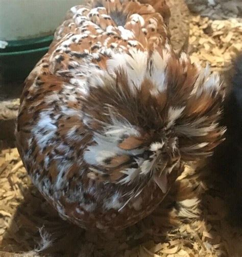 Silkie Frizzle Satin Showgirl Hatch Eggs Npip Experienced Shipper